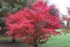 Arce Del Japón (Acer Palmatum)