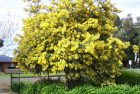 Acacia floribunda