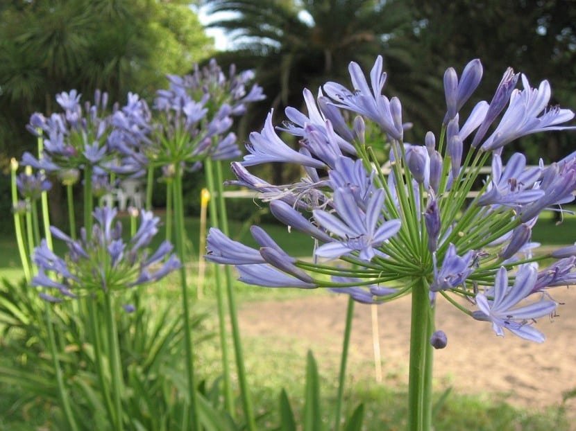 Agapantos | Vivero La Guarida