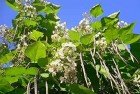 Catalpa (Catalpa Bignonioides)