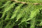 Ciprés Calvo (Taxodium Distichum)