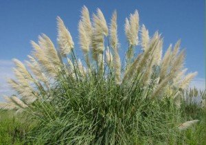 Cortaderia Selloana