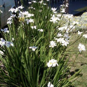 Dietes