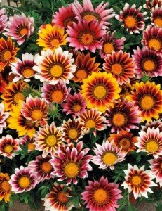 Gazanias