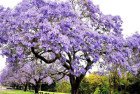 Kiri (Paulownia Tormentosa)