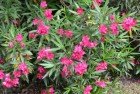 Laurel De Jardín (Nerium Oleander)