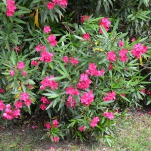 Laurel De Jardín (Nerium Oleander)