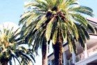 Palmera de las Canarias