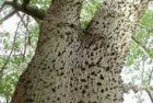 Palo borracho (Ceiba chodattii)