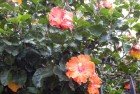 Rosas Chinas (Hibiscus Sp.)