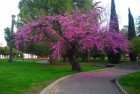 Árbol De Judea (Cersis Siliquastrum)